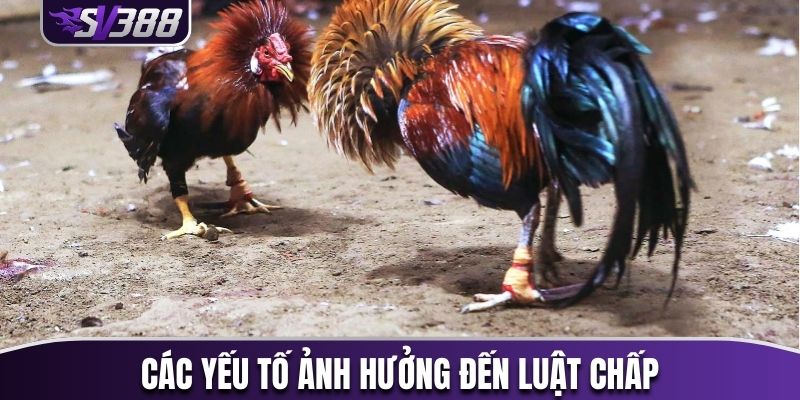 Các yếu tố ảnh hưởng đến luật chấp