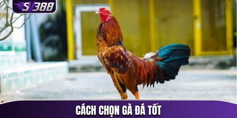 Cách chọn gà đá tốt