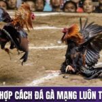 cách đá gà mạng luôn thắng