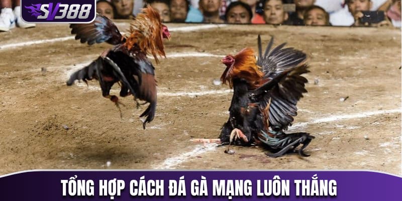 cách đá gà mạng luôn thắng