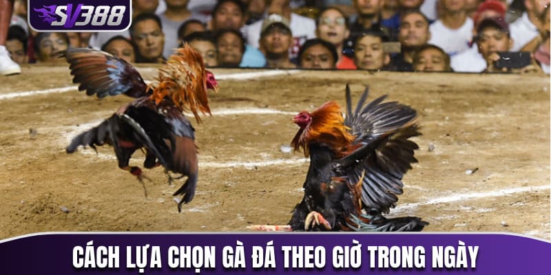 Cách lựa chọn gà đá theo giờ trong ngày