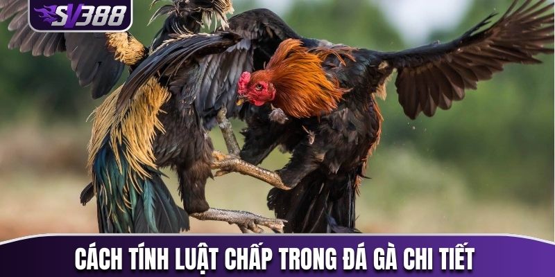 Cách tính luật chấp trong đá gà chi tiết 