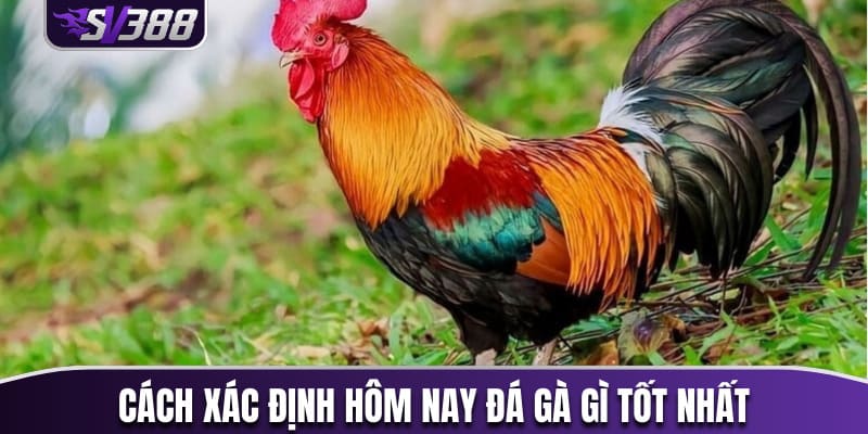 Chia sẻ cách xác định hôm nay đá gà gì tốt nhất