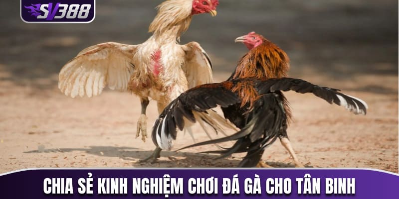 Chia sẻ kinh nghiệm chơi đá gà cho tân binh 