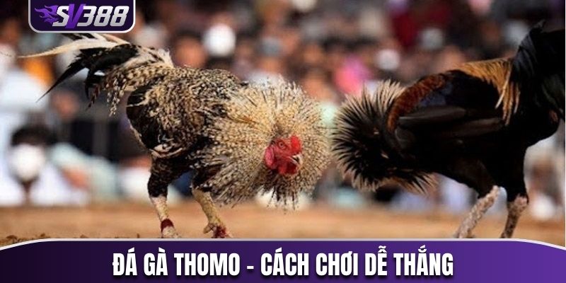 đá gà thomo