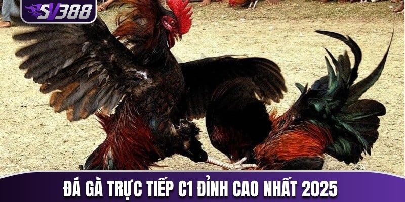 đá gà trực tiếp c1