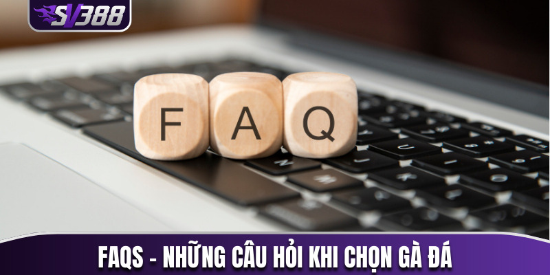 FAQs - Những câu hỏi thường gặp khi chọn gà đá