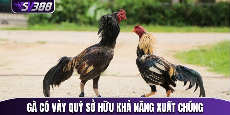 Gà có vảy quý sở hữu khả năng xuất chúng