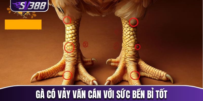 Gà có vảy vấn cán với sức bền bỉ tốt