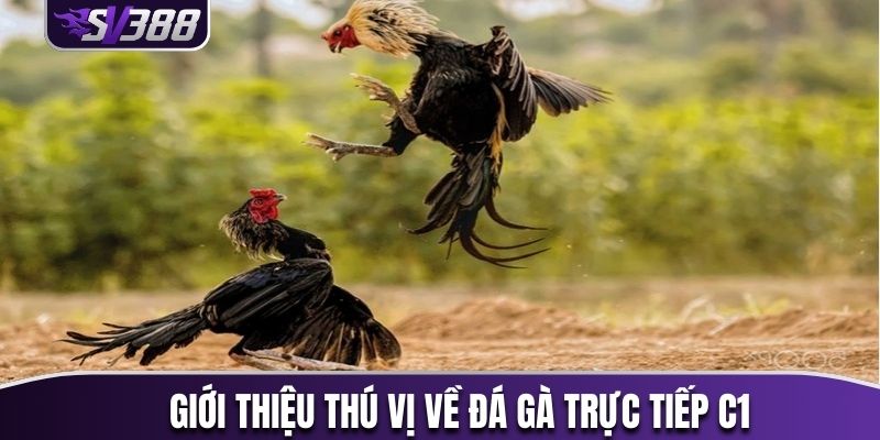 Giới thiệu thú vị về đá gà trực tiếp C1