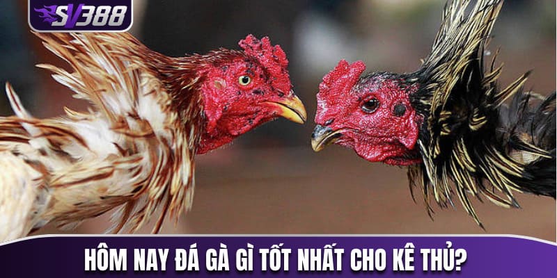 hôm nay đá gà gì tốt nhất