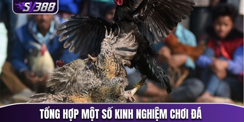 Kinh nghiệm chơi đá gà