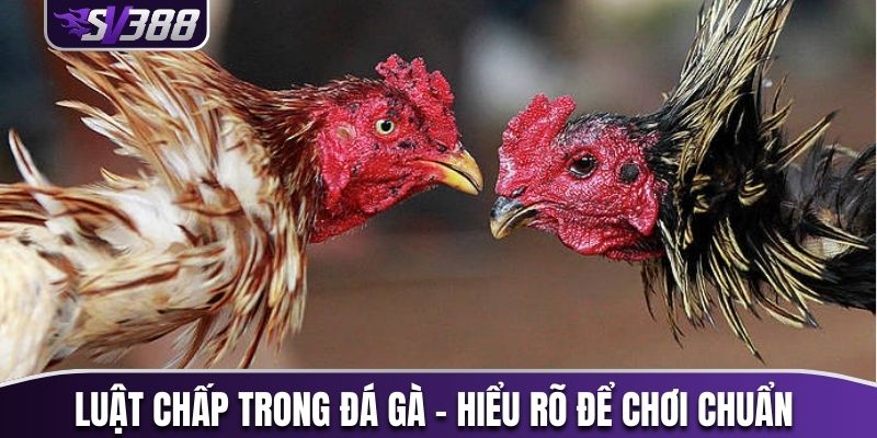 Luật chấp trong đá gà