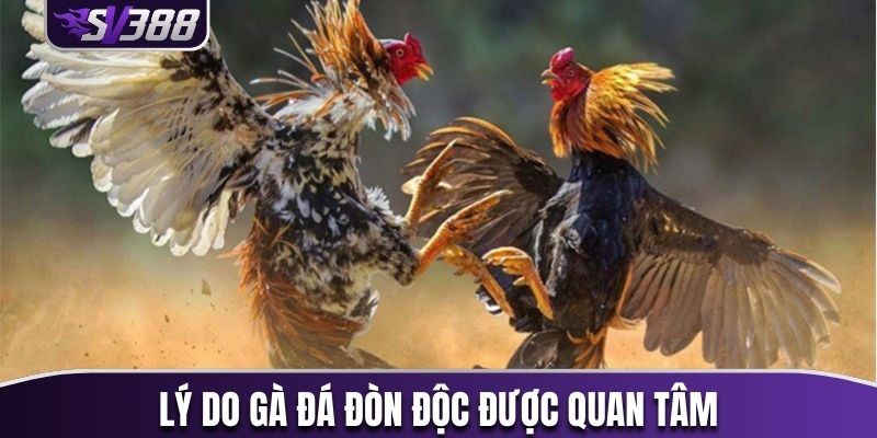 Lý do gà đá đòn độc được quan tâm