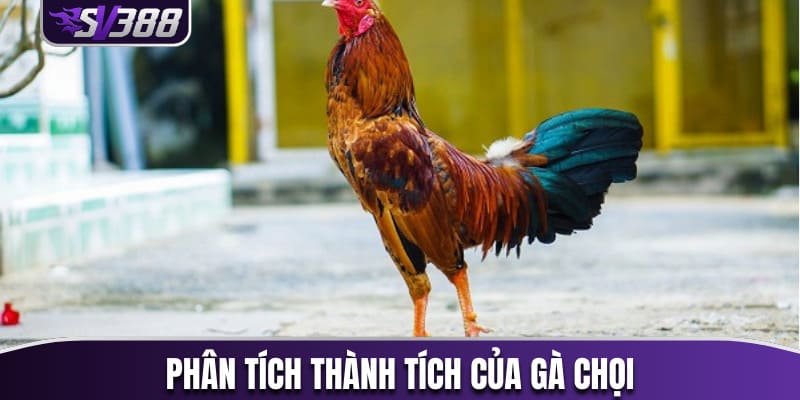 Nghiên cứu và phân tích thành tích của gà chọi 