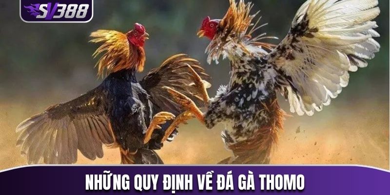 Những quy định cần biết khi chơi chơi đá gà Thomo