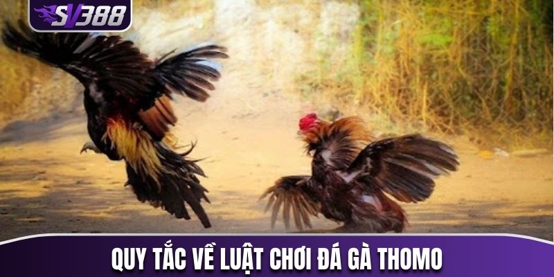 Quy tắc về luật chơi đá gà Thomo người chơi mới phải nắm