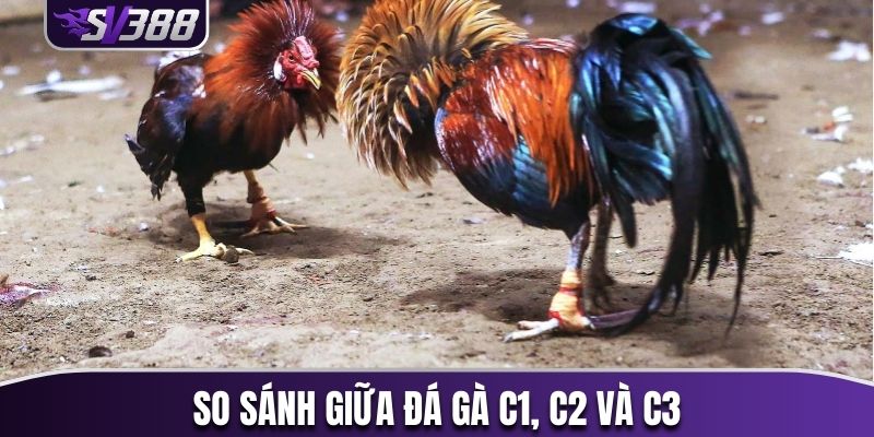 So sánh giữa đá gà C1, C2 và C3