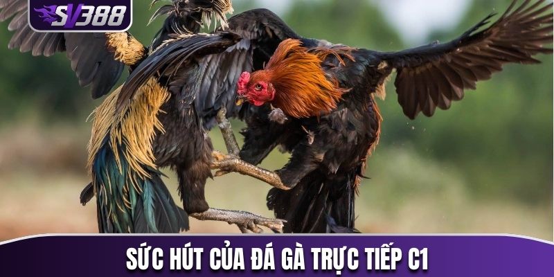 Sức hút của đá gà trực tiếp C1