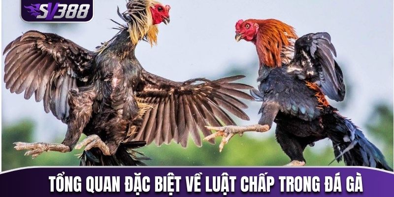 Tổng quan đặc biệt về luật chấp trong đá gà