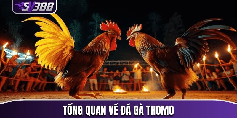 Tổng quan về đá gà Thomo