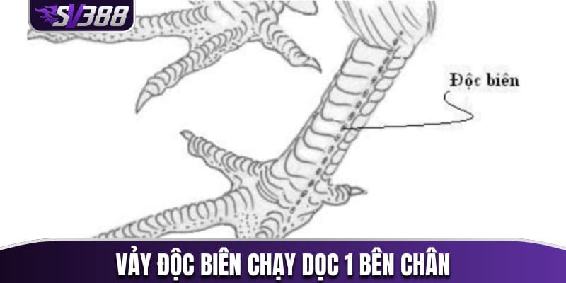 Vảy độc biên chạy dọc 1 bên chân