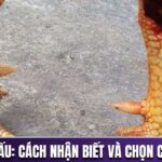 Vảy gà xấu