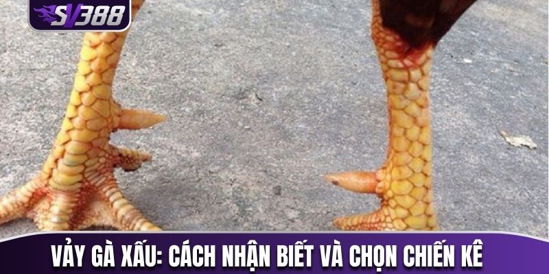 Vảy gà xấu