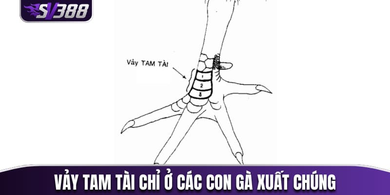 Vảy tam tài chỉ ở các con gà xuất chúng