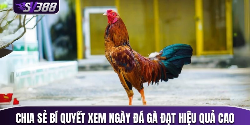 xem ngày đá gà